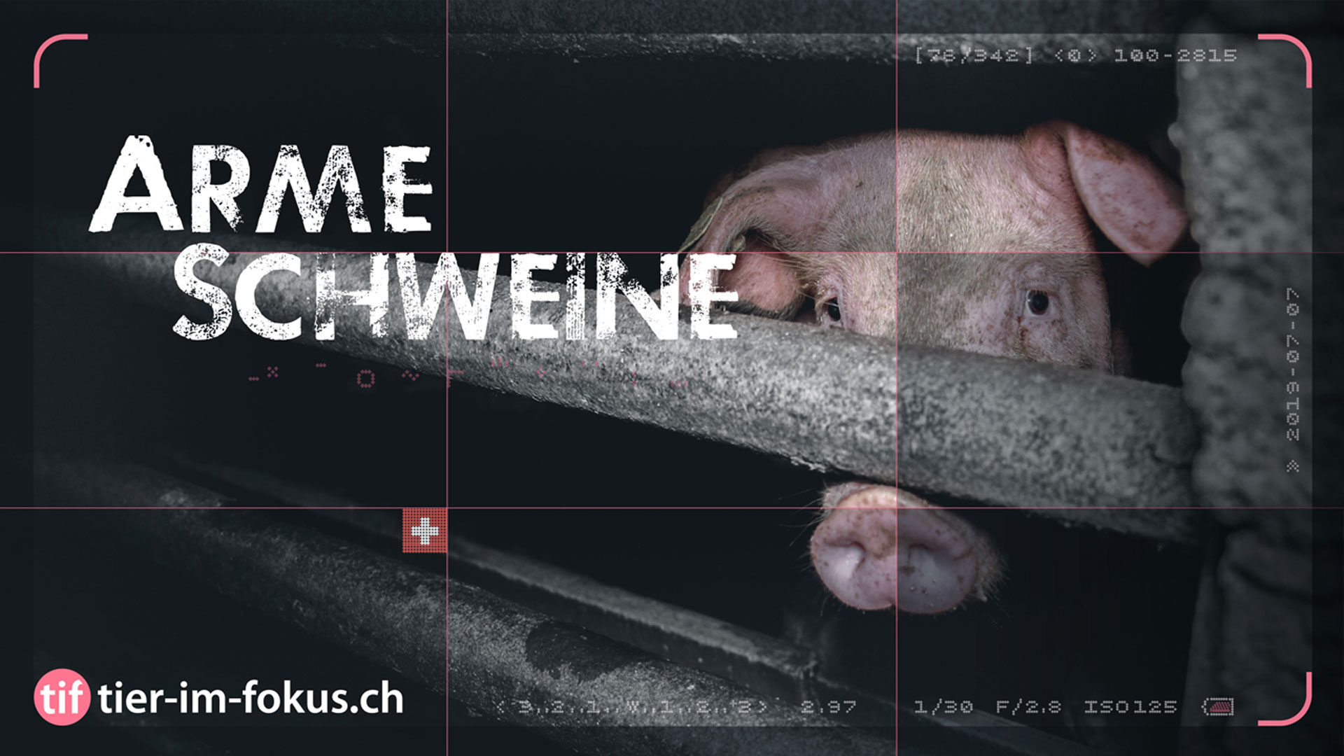 Flächendeckende Missstände in Schweizer Schweineindustrie